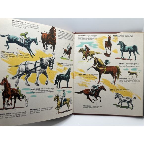 The First Book of Horses - McLennan McMeekin Hardcover DJ 1949 - Picture 4 of 6